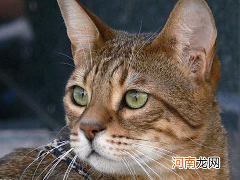 世界上最大的猫有多大 世界上最大的猫