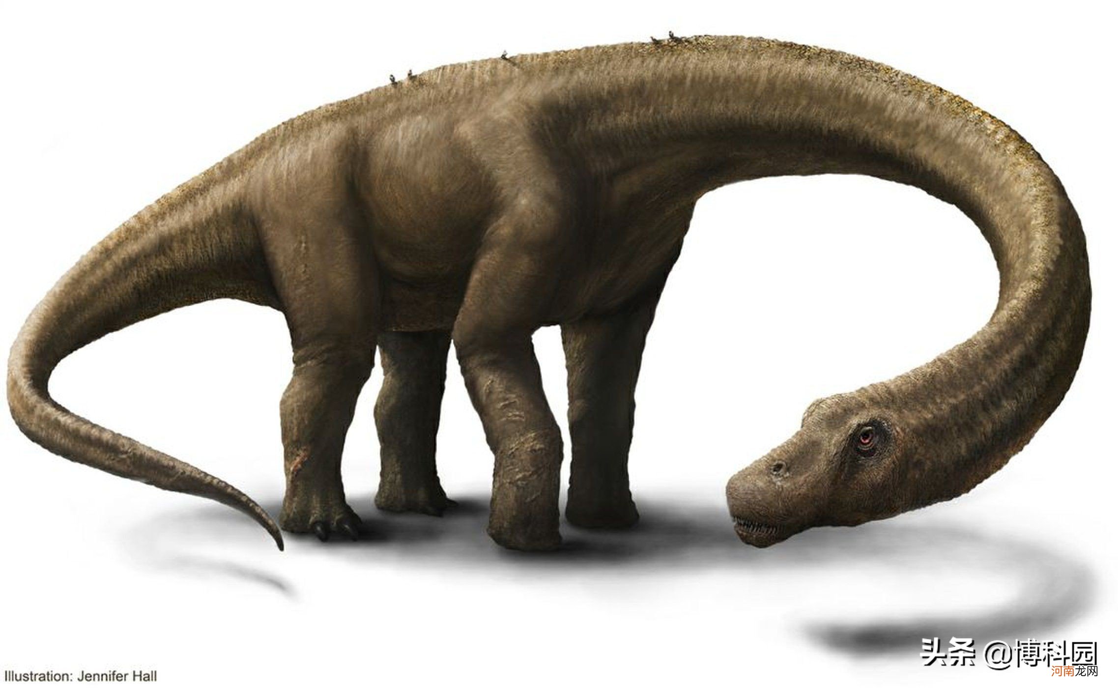 世界上最大的恐龙是啥 世界上最大的恐龙是什么恐龙