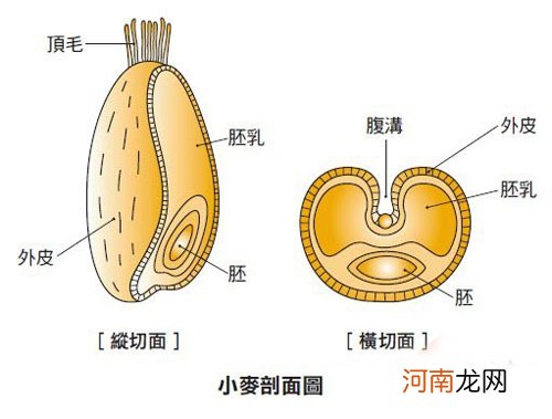 麦芯小麦粉是什么粉 面粉麦芯粉是什么面粉