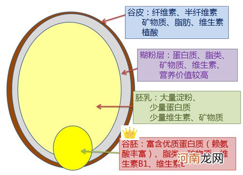 麦芯小麦粉是什么粉 面粉麦芯粉是什么面粉