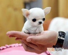 世界上最小狗的品种是什么 世界上最小的狗狗