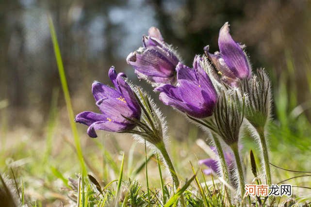 一周后，3生肖迎来好势头，机缘四起，财运六六顺，成为有钱人！