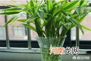 富贵竹喜阴还是喜阳 富贵竹为什么一般都是水培？