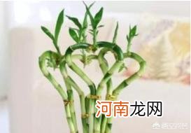 富贵竹喜阴还是喜阳 富贵竹为什么一般都是水培？