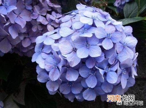 绣球花怎么在花瓶里养 绣球花水培多久才会生根？