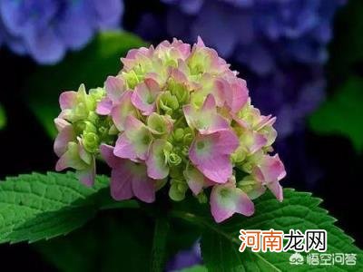 绣球花怎么在花瓶里养 绣球花水培多久才会生根？