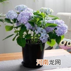 绣球花怎么在花瓶里养 绣球花水培多久才会生根？