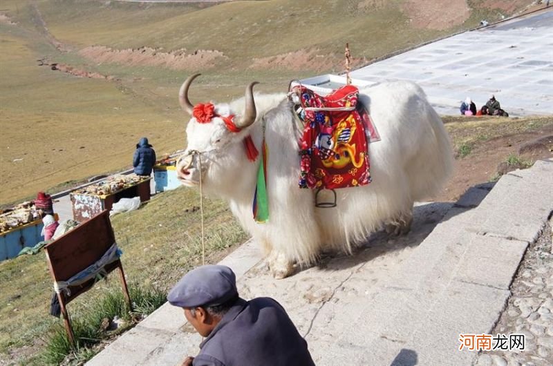 藏族有哪些风俗和文化特点 藏族有哪些风俗