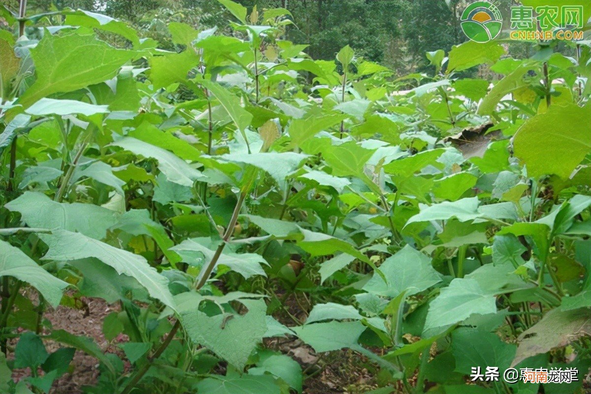 雪莲果的生长环境和栽种方法 雪莲果什么时候种植和收获