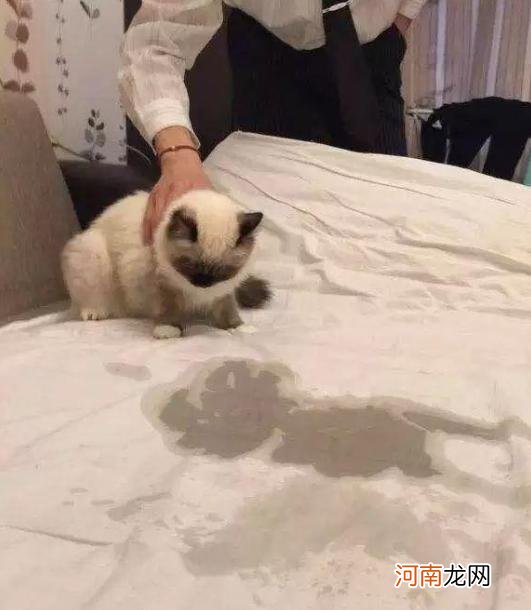 棉被芯被猫尿了怎么处理 猫尿过的棉被怎么处理