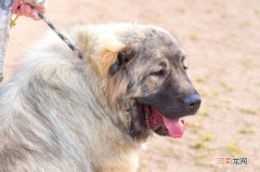 俄罗斯的狗有哪些品种，俄罗斯的7大犬种详解分析？