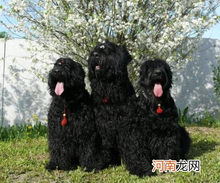 俄罗斯的狗有哪些品种，俄罗斯的7大犬种详解分析？