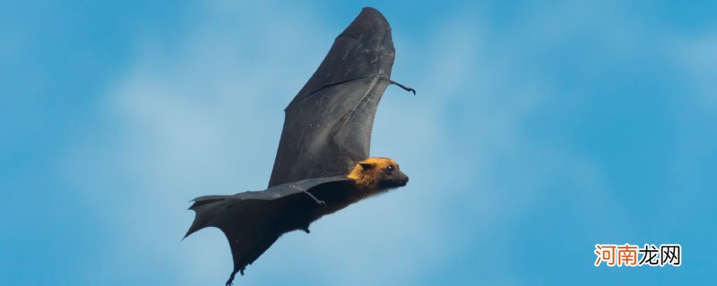 蝙蝠属不属于鸟类