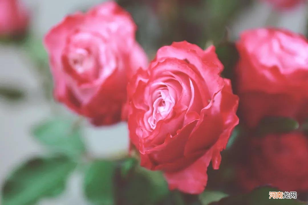 月季花和玫瑰有什么不同 月季花和玫瑰花的区别在哪里