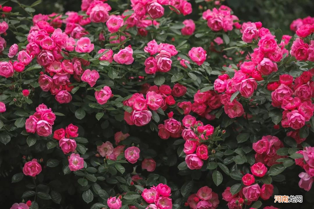 月季花和玫瑰有什么不同 月季花和玫瑰花的区别在哪里