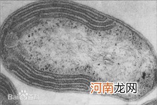 异养生物 硝化细菌是什么啊？是食用盐吗？