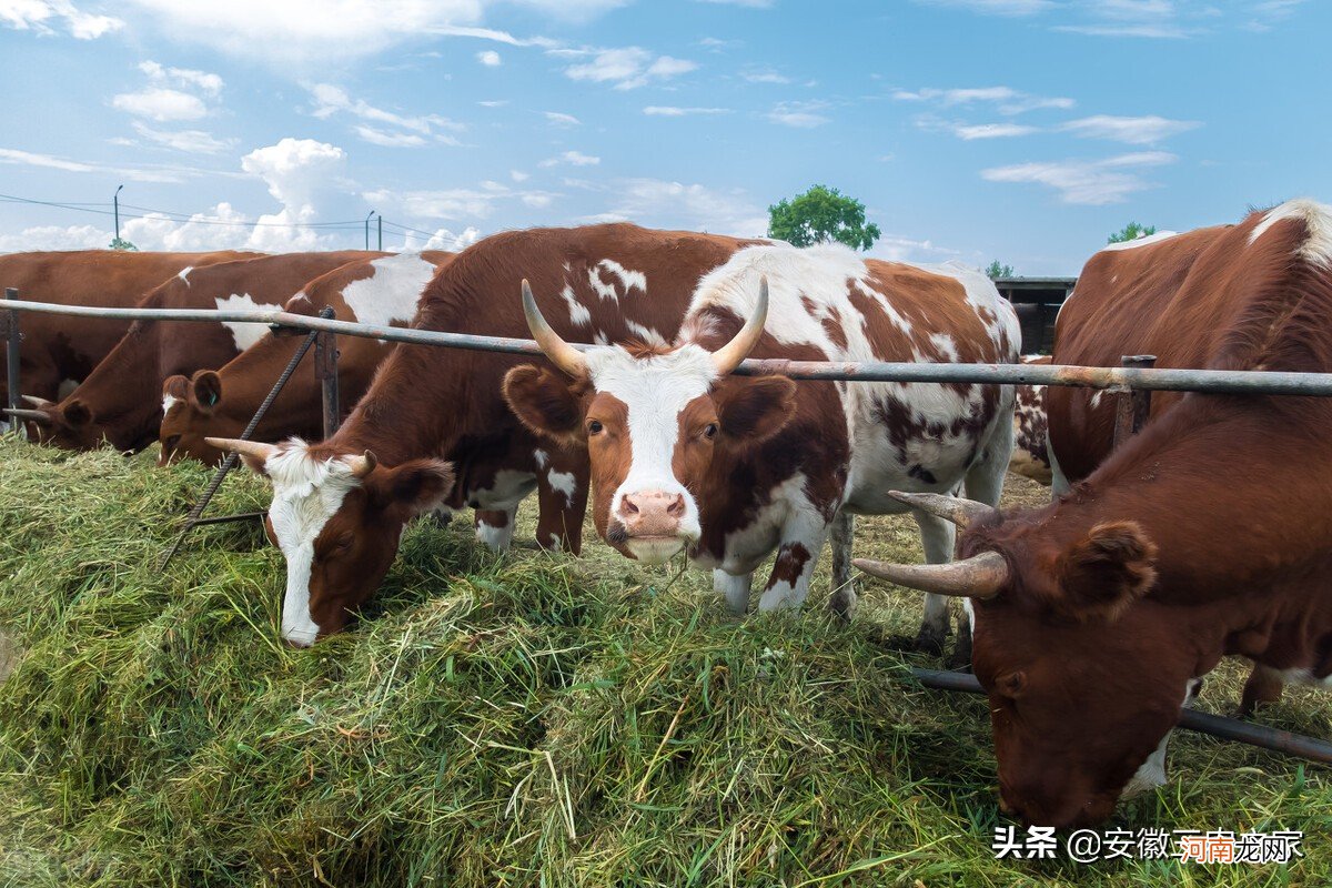 在农村养十头牛的成本和利润多少 养10头牛一年利润多少