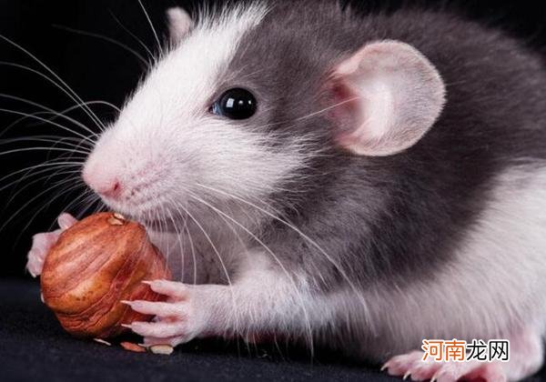 老鼠最不喜欢闻什么气味 老鼠最怕气味排名第一