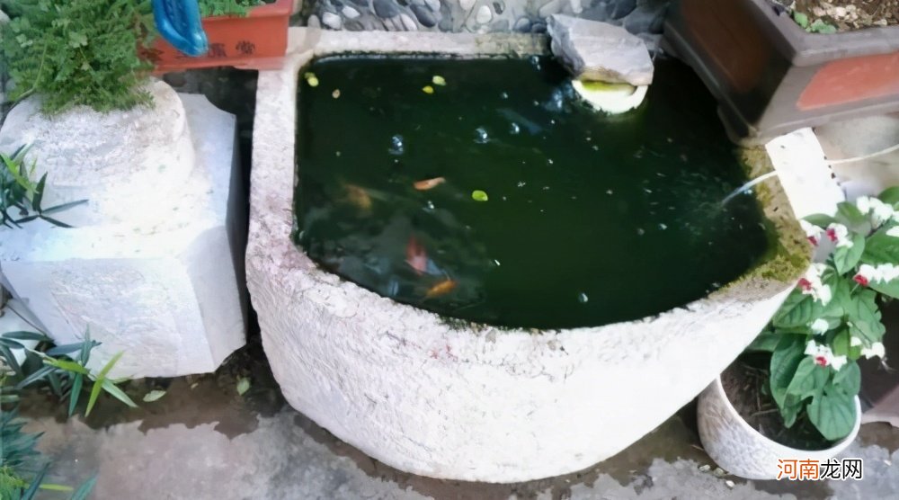 鱼缸水变绿最快处理方法 鱼缸绿水变清小窍门