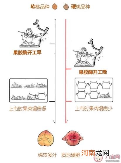 桃子为啥有软有硬的 脆桃和软桃哪个好吃