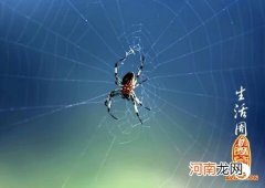 周公解梦蜘蛛网 周公解梦蜘蛛网迎面扑来
