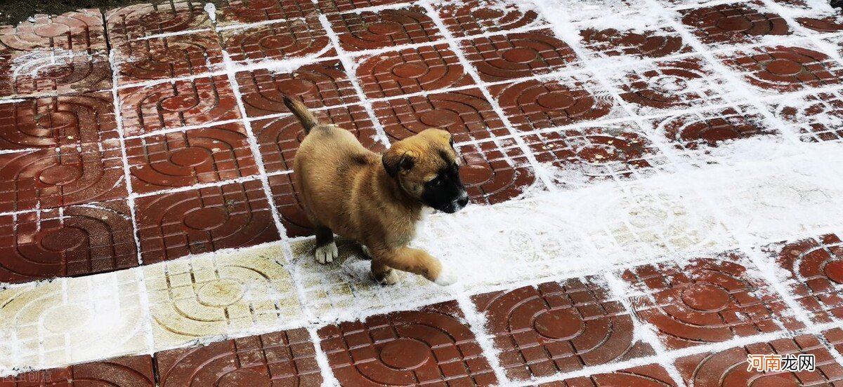 猫不能死在自家什么原因 猫为什么不能死在家里