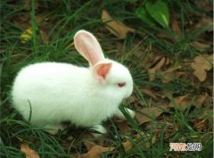 兔子品种大全及图片名字 兔子属于什么类动物