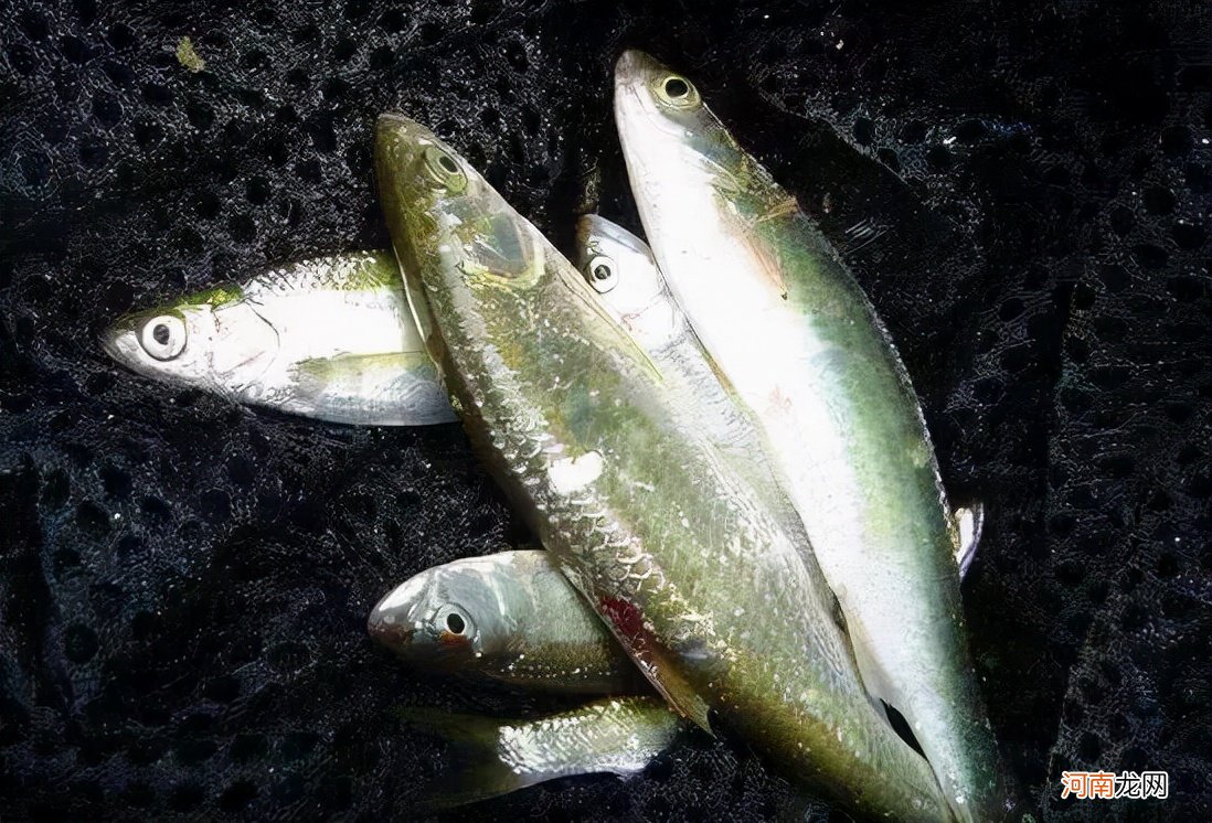 农村水塘里的小鱼是什么品种 河里常见的小鱼品种