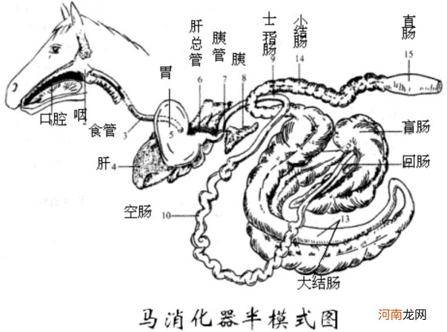 马和驴和骡子区别在哪里 驴和马的区别是什么