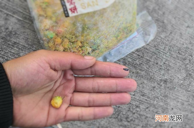 钓鱼如何挂玉米更好钓 为什么挂玉米钓鱼一天没口