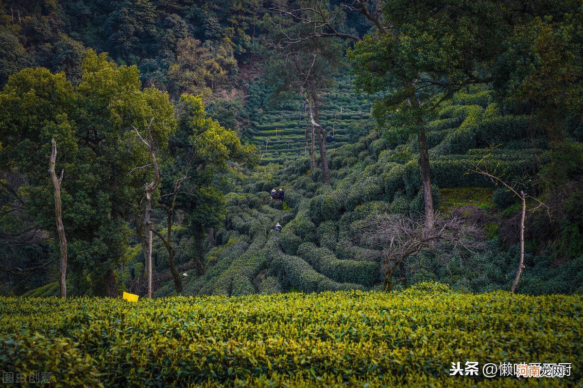 天然野茶属于红茶还是绿茶 野茶属于什么类型茶