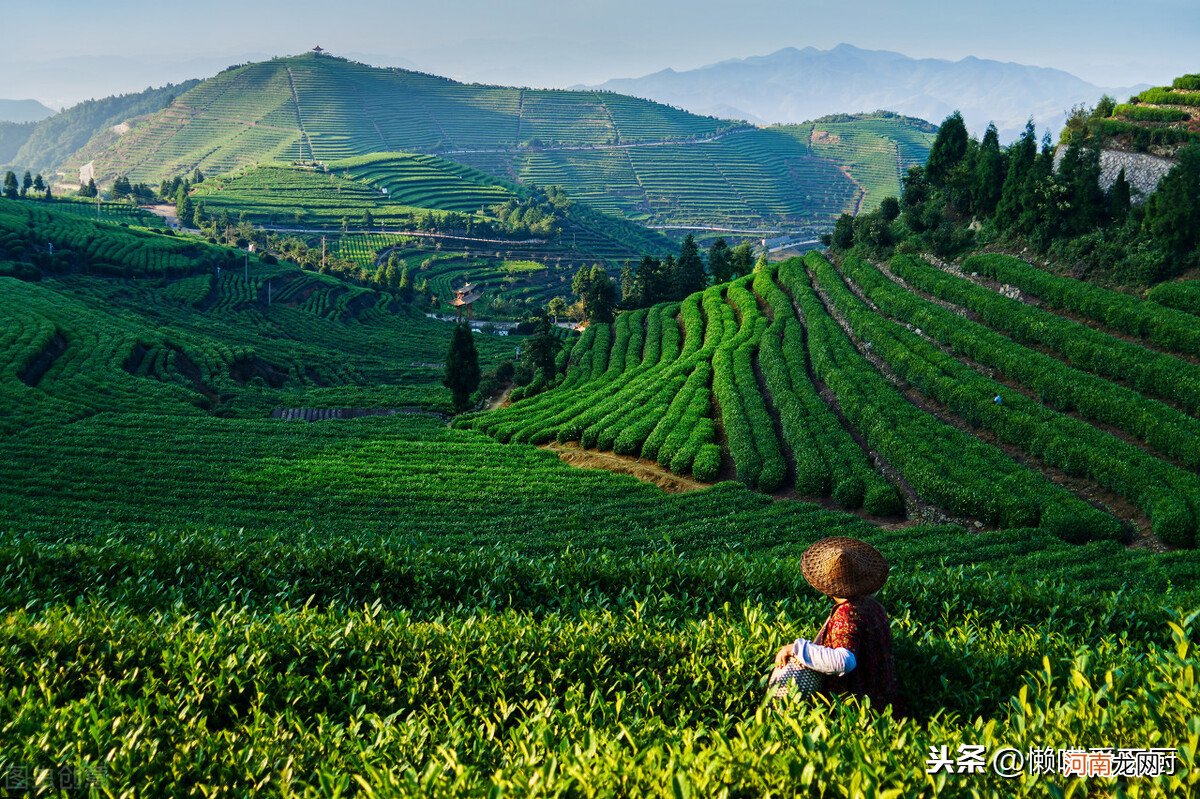 天然野茶属于红茶还是绿茶 野茶属于什么类型茶