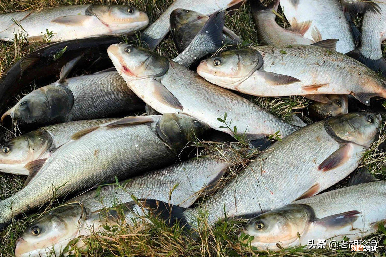 钓鲢鳙的最佳时间是几月份 钓鲢鳙什么时候是最佳时间