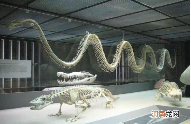 目前发现世界上最大的蛇长什么样子 世界上最大的蛇有多大