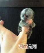 世界上最小的猴子品种——拇指猴 世界上最小的猴子