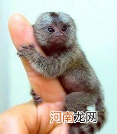 世界上最小的猴子品种——拇指猴 世界上最小的猴子