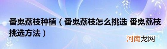 番鬼荔枝怎么挑选番鬼荔枝挑选方法 番鬼荔枝种植