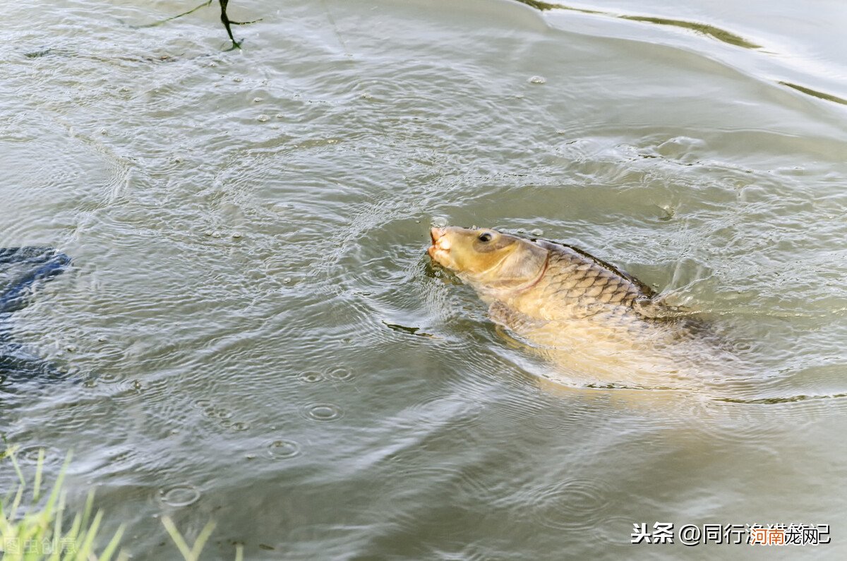 一点零的子线多少斤的鱼 1.0子线能钓多大的鱼