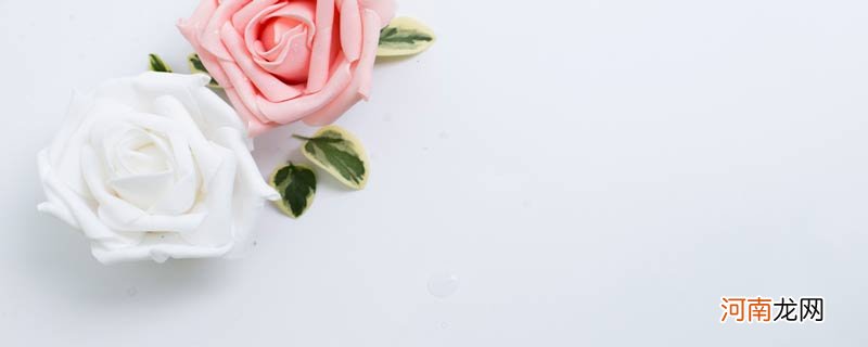 玫瑰的花语是什么意思