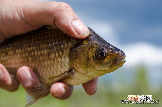 这个季节钓鱼用什么饵料最好 河里野钓用什么饵料