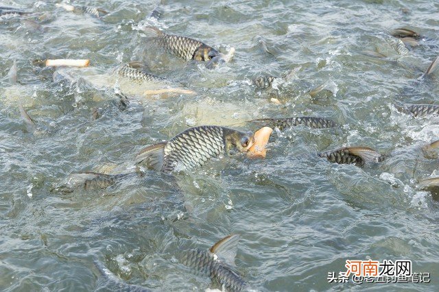 这个季节钓鱼用什么饵料最好 河里野钓用什么饵料