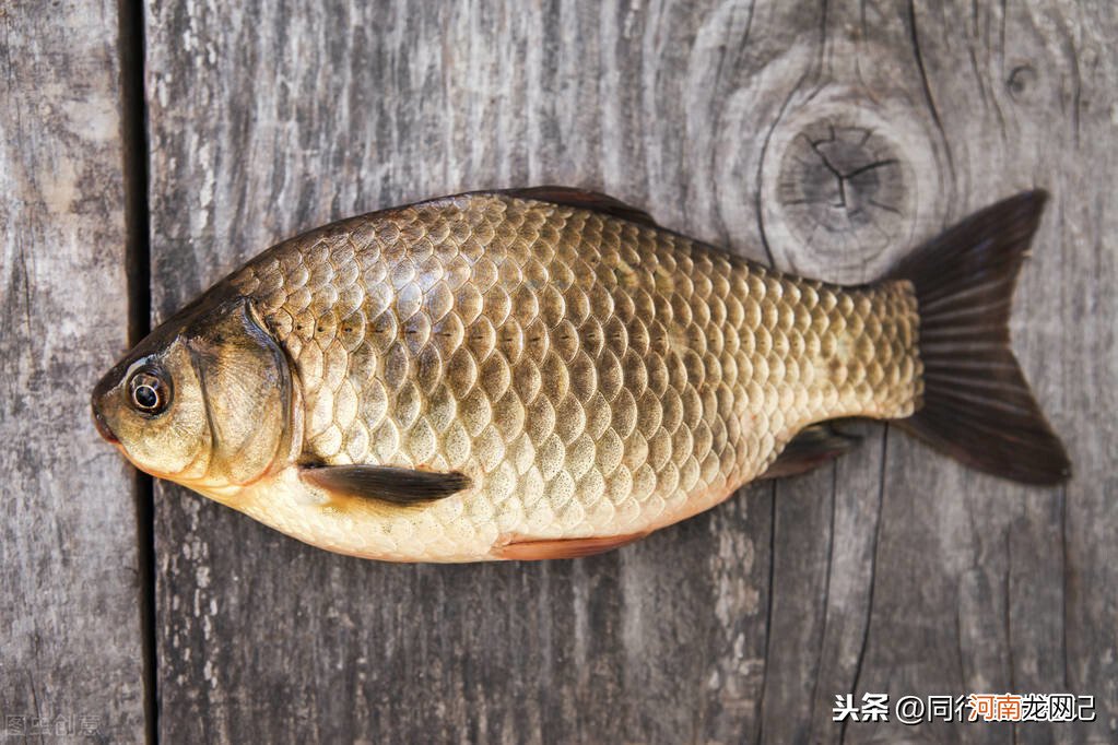 蓝鲫x5和野战蓝鲫哪个好 蓝鲫x5和野战蓝鲫区别