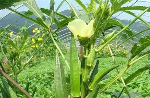 现在种植什么最赚钱 目前最有前景的种植业