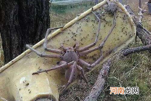 世界上最大的毒蜘蛛有多大 世界上最大的蜘蛛