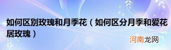 如何区分月季和爱花居玫瑰 如何区别玫瑰和月季花