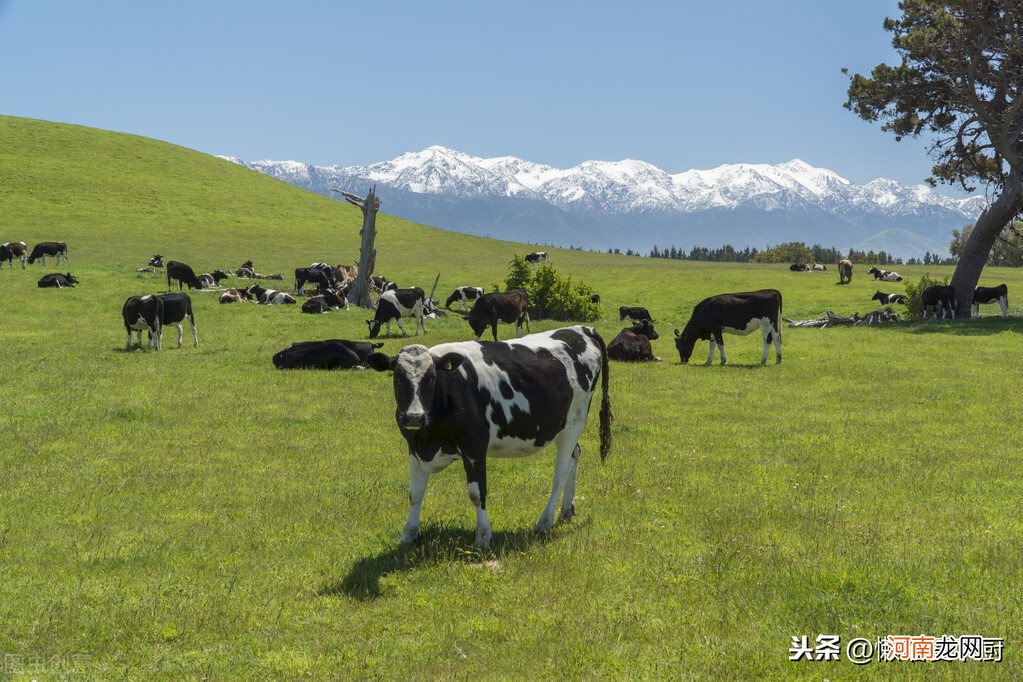 牛奶有机和无机的区别在哪 有机和无机的区别牛奶哪个好