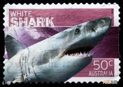 网红回应疑用濒危噬人鲨做美食是怎么回事，关于噬人鲨吃人的新消息。