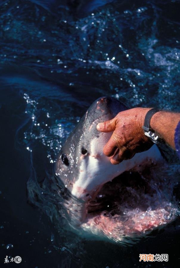 网红回应疑用濒危噬人鲨做美食是怎么回事，关于噬人鲨吃人的新消息。