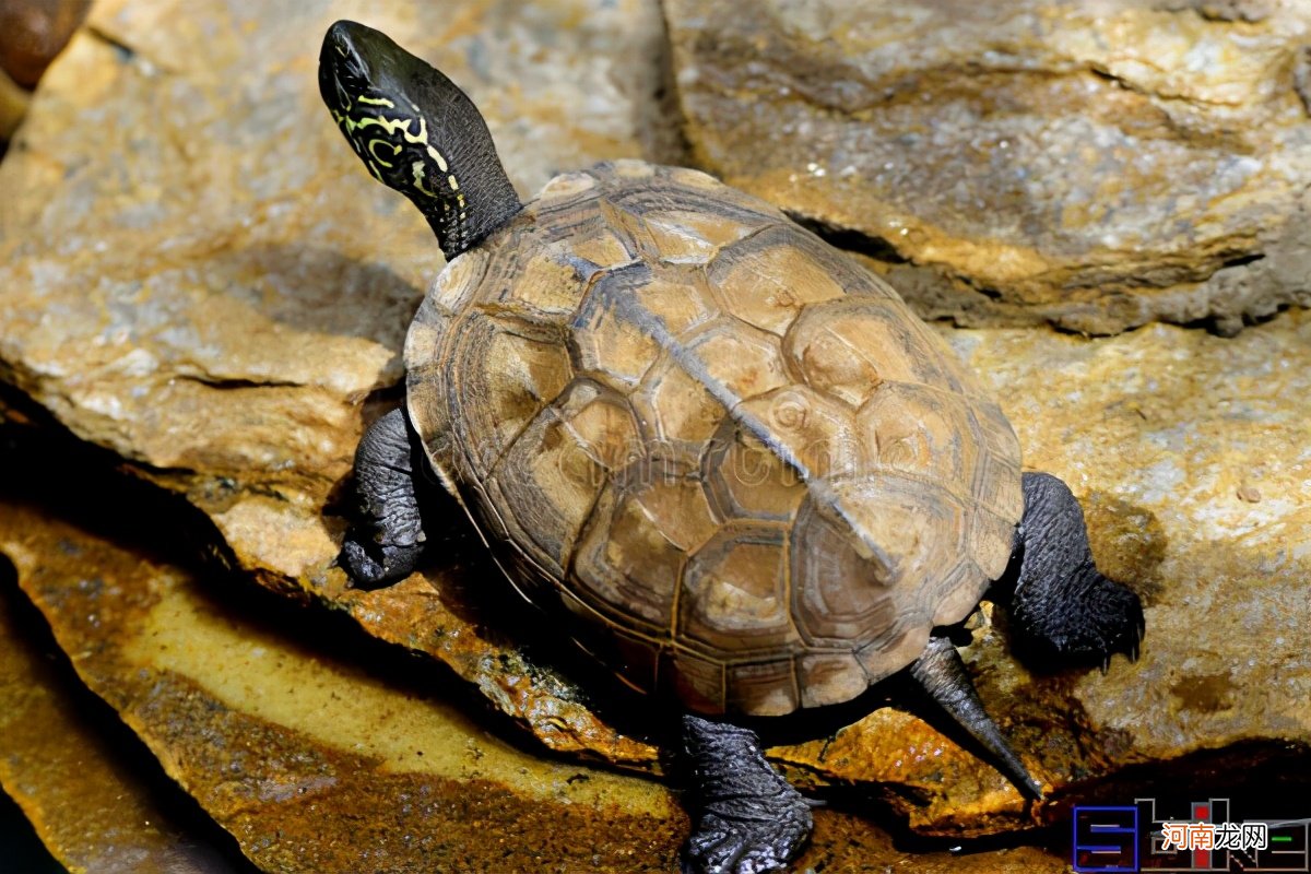 最有灵性的龟排名 十大智商最高的龟