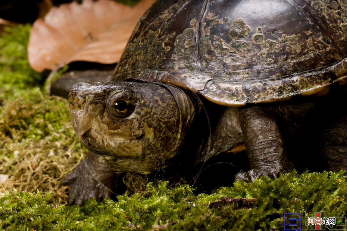 最有灵性的龟排名 十大智商最高的龟